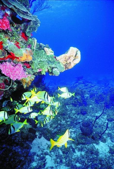 Cozumel Submarino