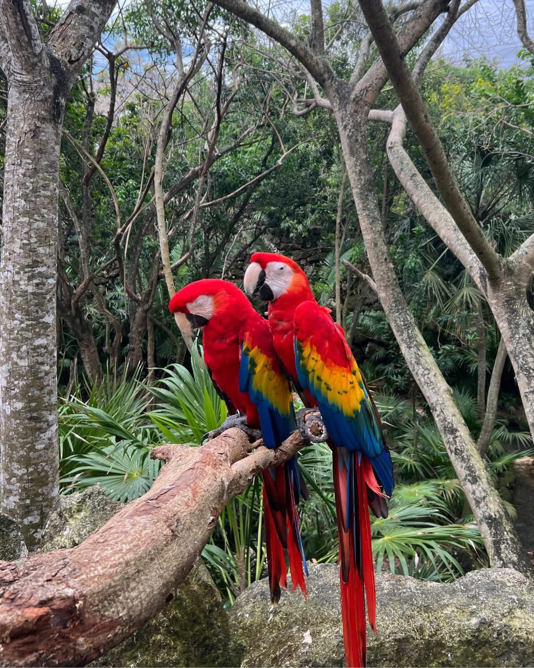 Xcaret Plus México