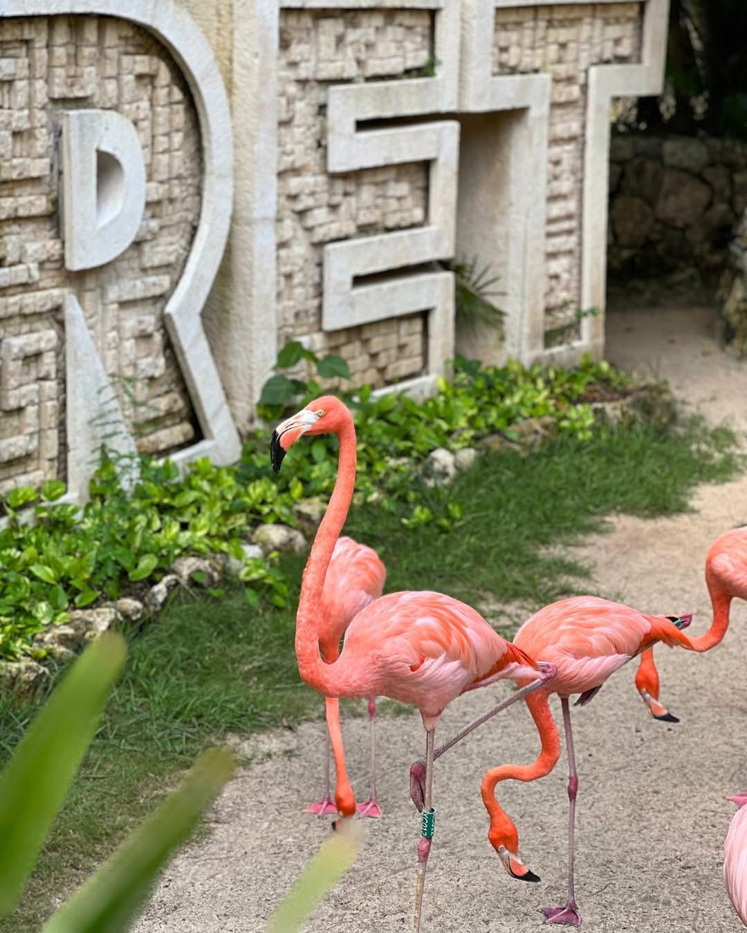 Xcaret Plus México