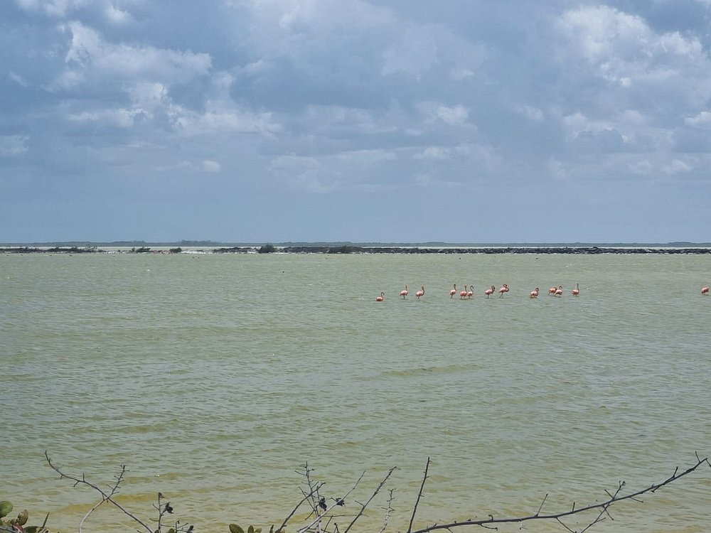 Coloradas y Rio Lagartos